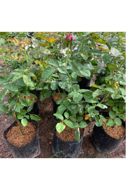 Саджанці троянди Ювілей Кордеса в садовому центрі